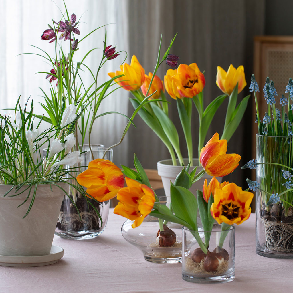 Oransje løkblomster i små og store vaser og potter på et bord, omringet av grønne og blå planter og blomster i både glassvaser og tette potter
