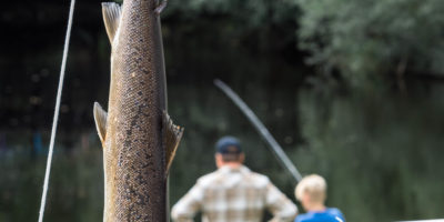 Villaksens dag🎣