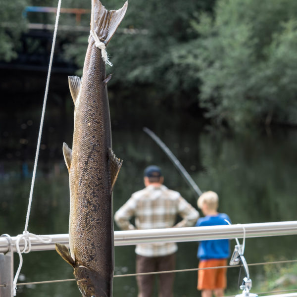 Villaksens dag🎣