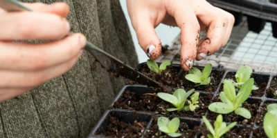 Plantemarked i Fåbro Hage